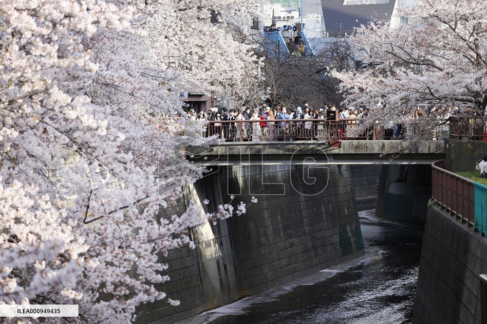 Cherry blossom viewing in Tokyo