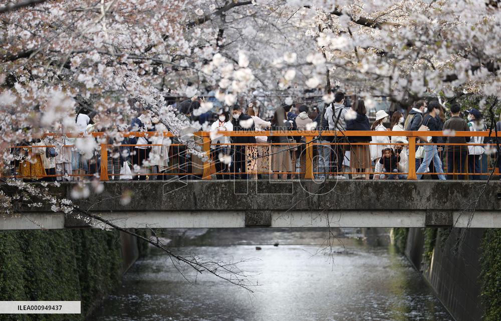 Cherry blossom viewing in Tokyo