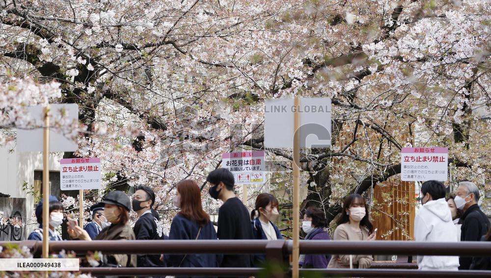 Cherry blossom viewing in Tokyo