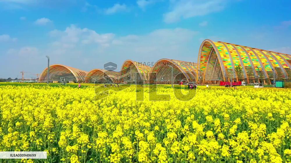Colorful rapeseed flowers blooming in Chengdu, China