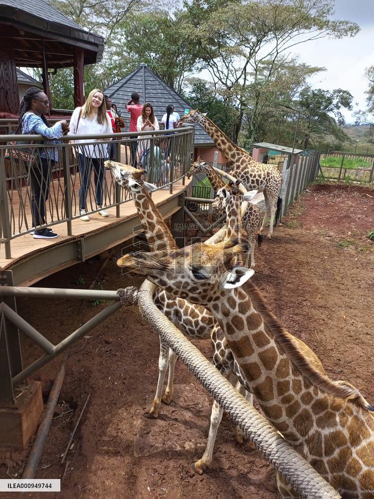 KENYA-NAIROBI-GIRAFFE CENTER-TOURISM