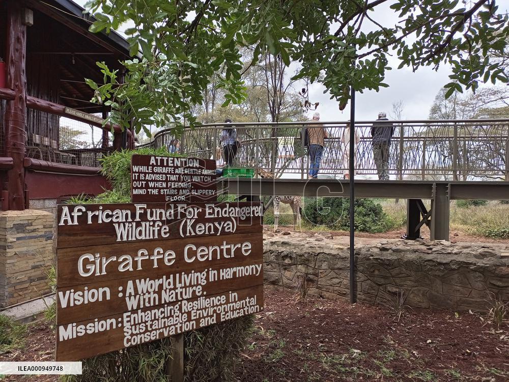 KENYA-NAIROBI-GIRAFFE CENTER-TOURISM