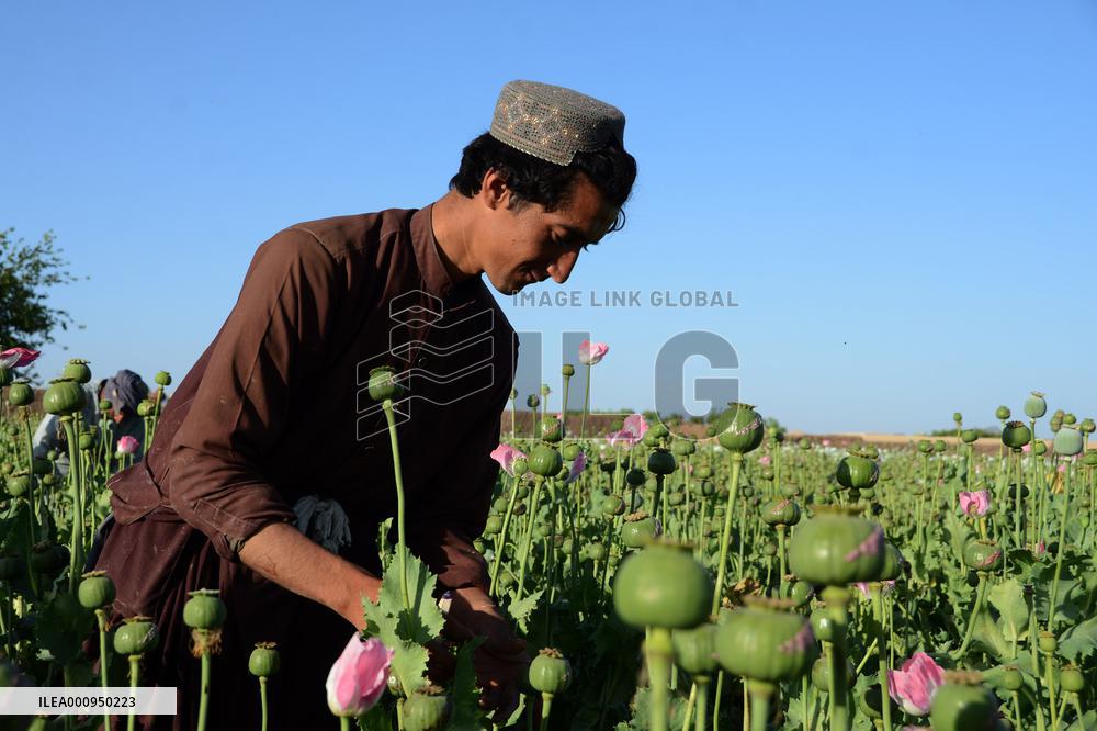 AFGHANISTAN-KANDAHAR-POPPY-CULTIVATION-BAN