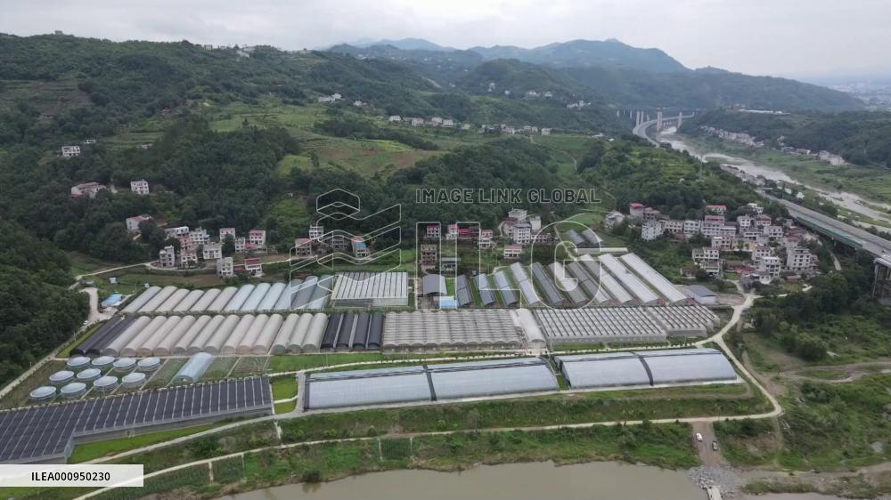 Post-90s college students engage in "rural revitalization" in remote village in China's Shaanxi