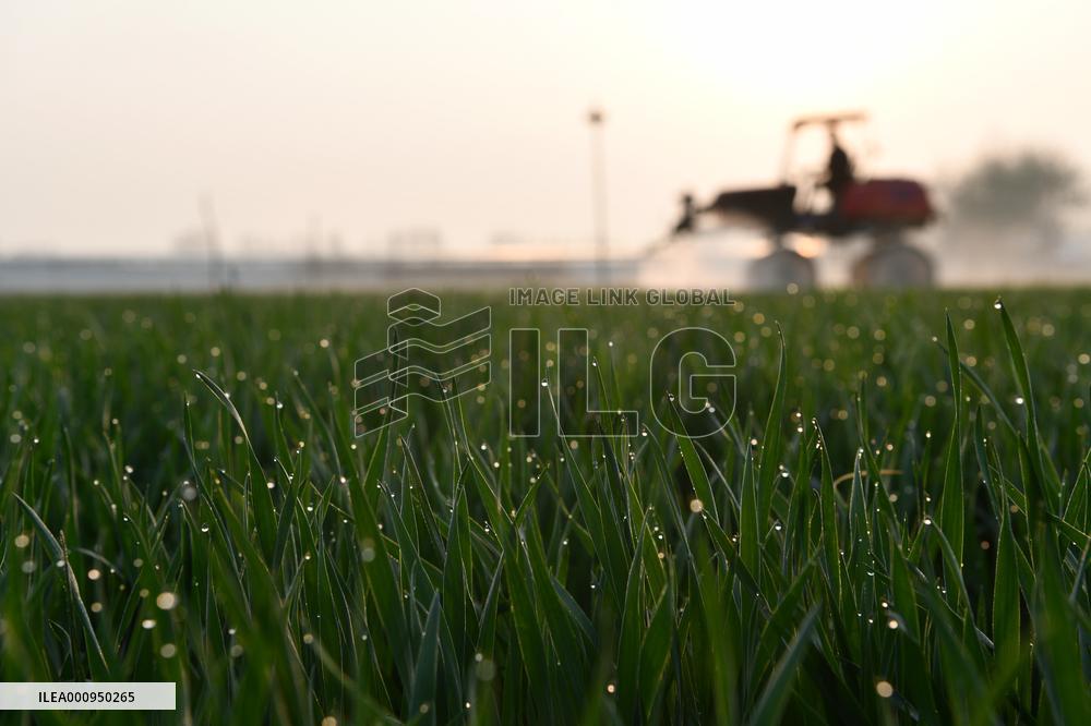 #CHINA-SPRING-QINGMING-FARMING (CN)