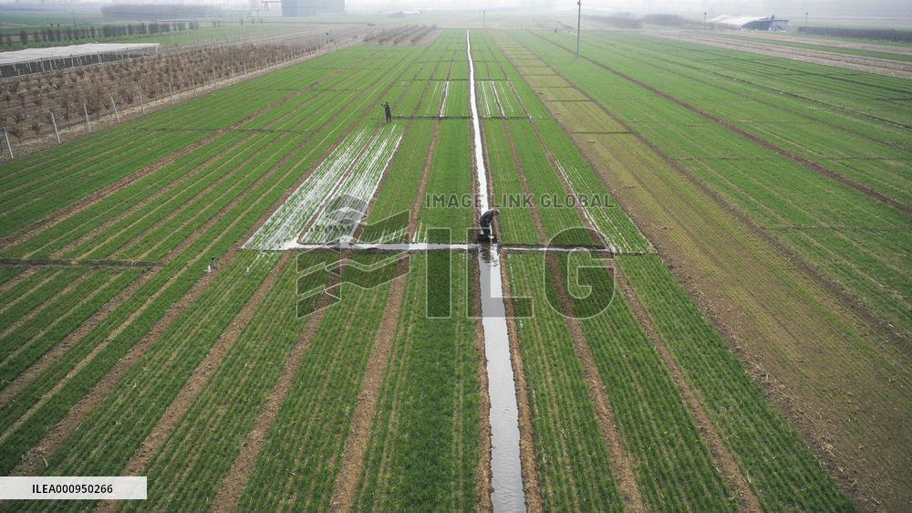 #CHINA-SPRING-QINGMING-FARMING (CN)