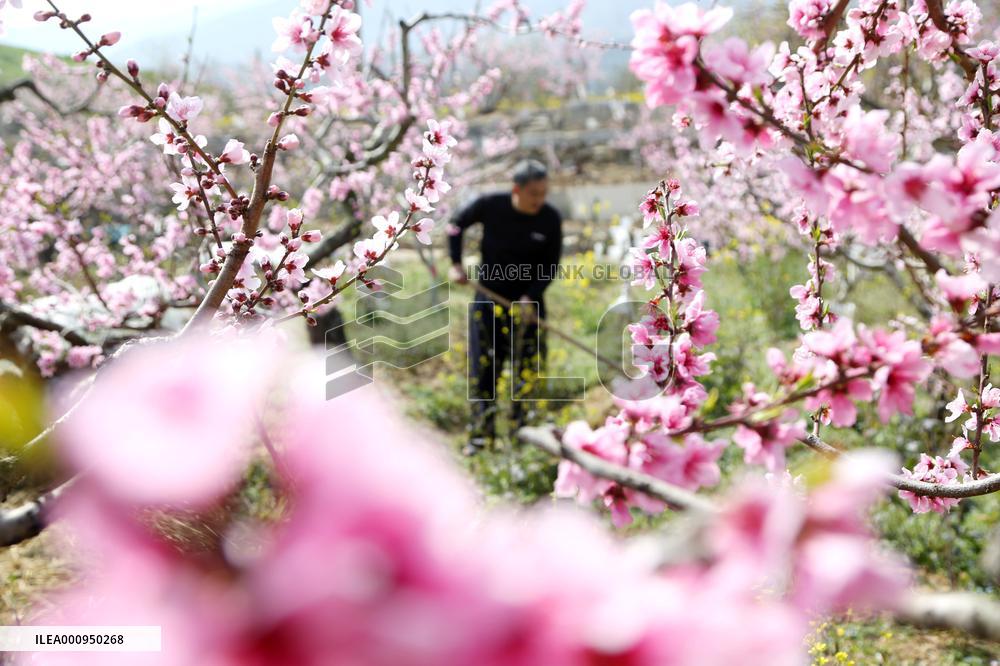 #CHINA-SPRING-QINGMING-FARMING (CN)