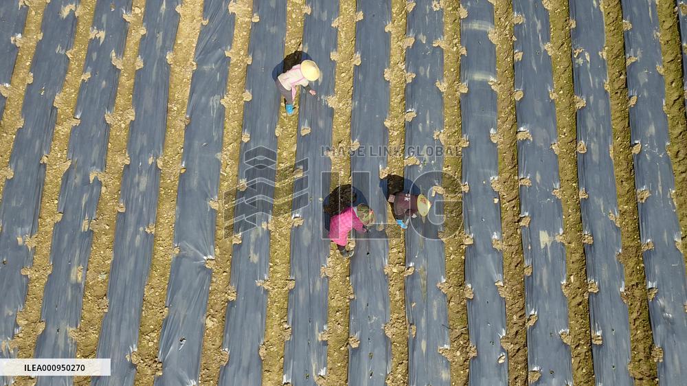 #CHINA-SPRING-QINGMING-FARMING (CN)