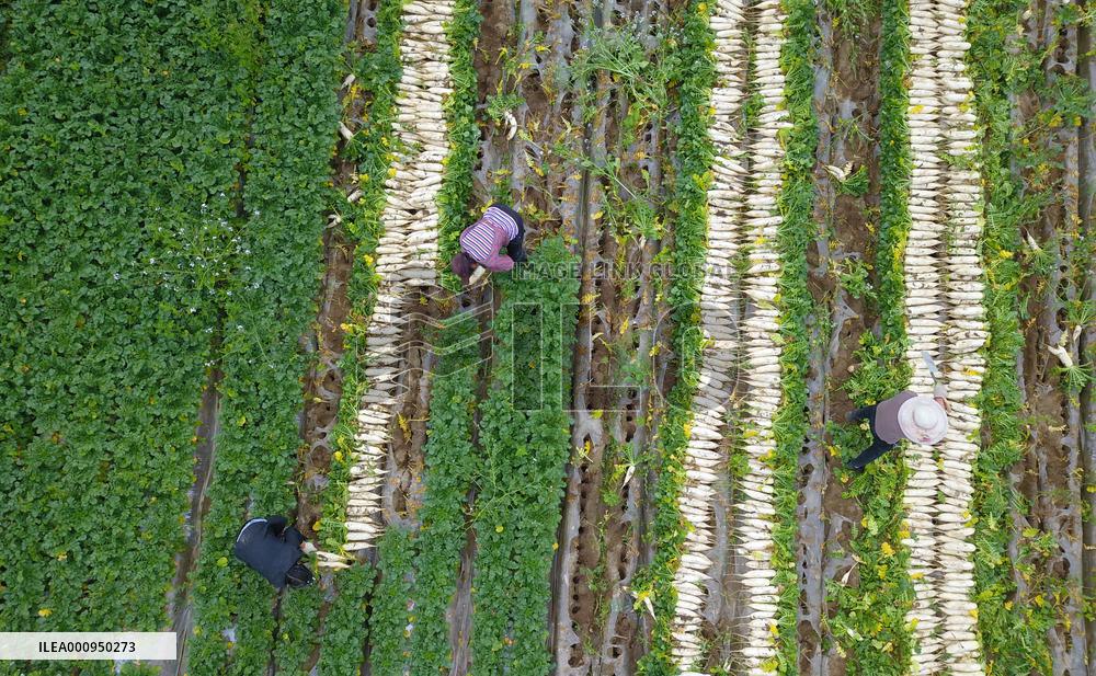 #CHINA-SPRING-QINGMING-FARMING (CN)