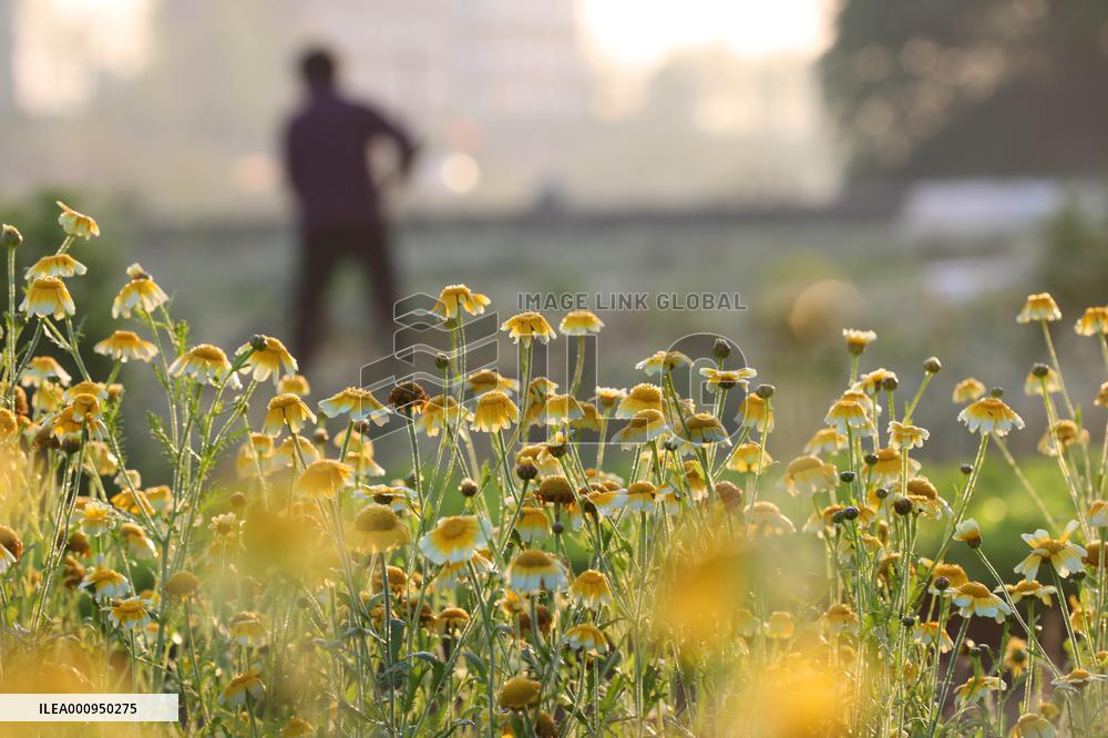 #CHINA-SPRING-QINGMING-FARMING (CN)