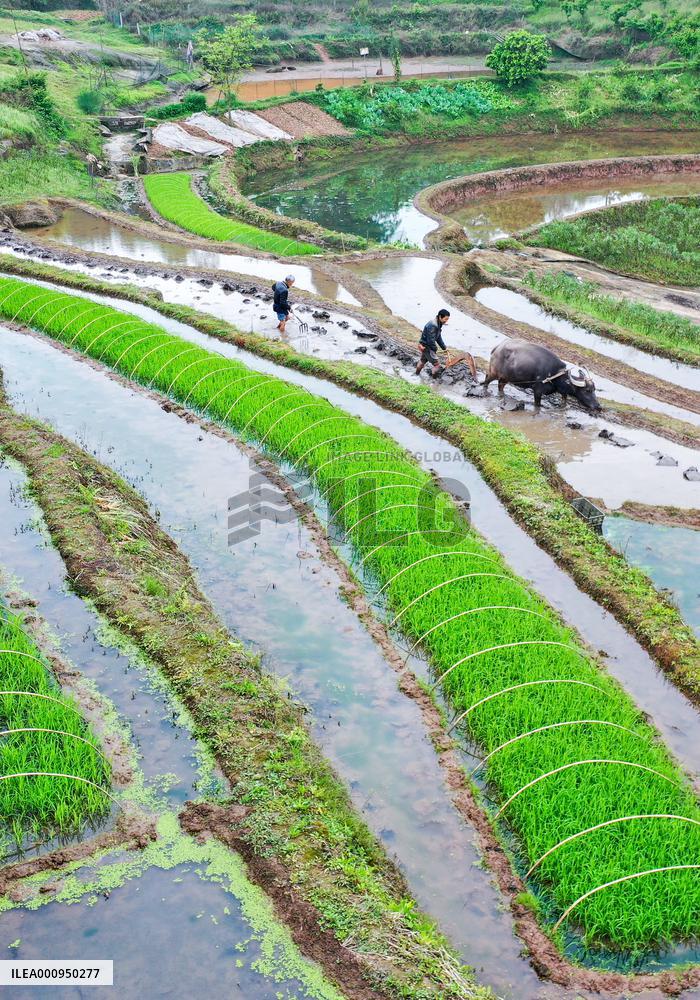 #CHINA-SPRING-QINGMING-FARMING (CN)