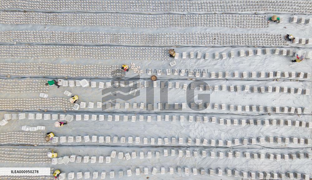 #CHINA-SPRING-QINGMING-FARMING (CN)