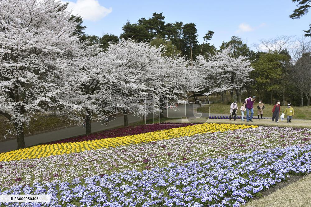 Cherry blossoms and pansies at flower park in western Japan
