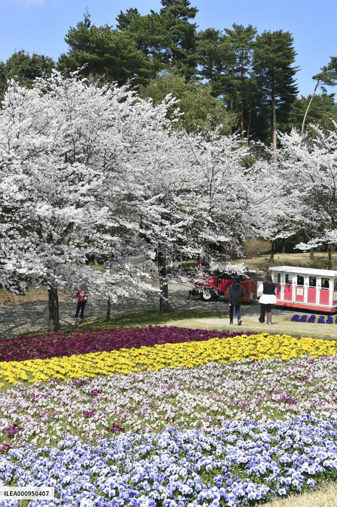 Cherry blossoms and pansies at flower park in western Japan
