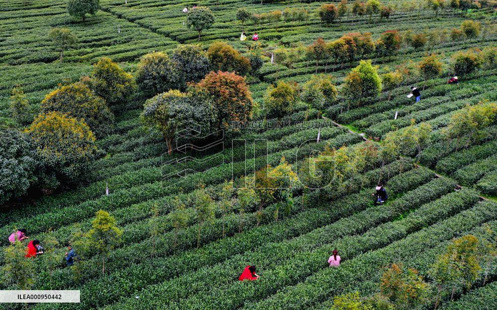 CHINA-SHAANXI-PINGLI-TEA INDUSTRY (CN)
