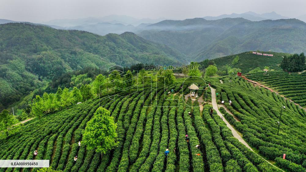 CHINA-SHAANXI-PINGLI-TEA INDUSTRY (CN)