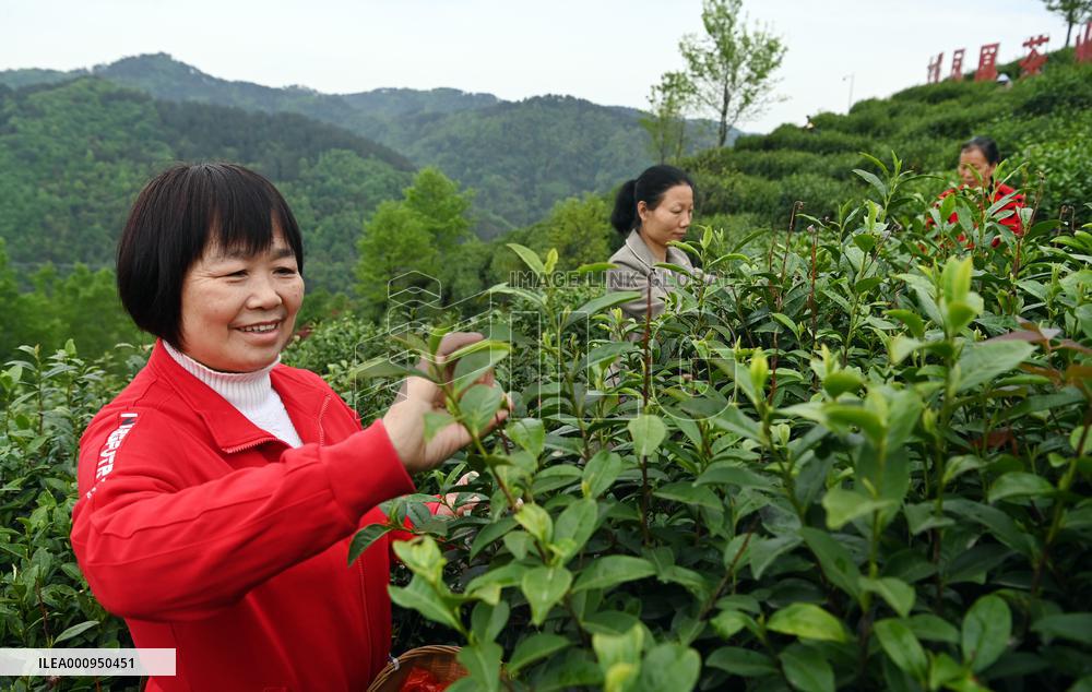 CHINA-SHAANXI-PINGLI-TEA INDUSTRY (CN)