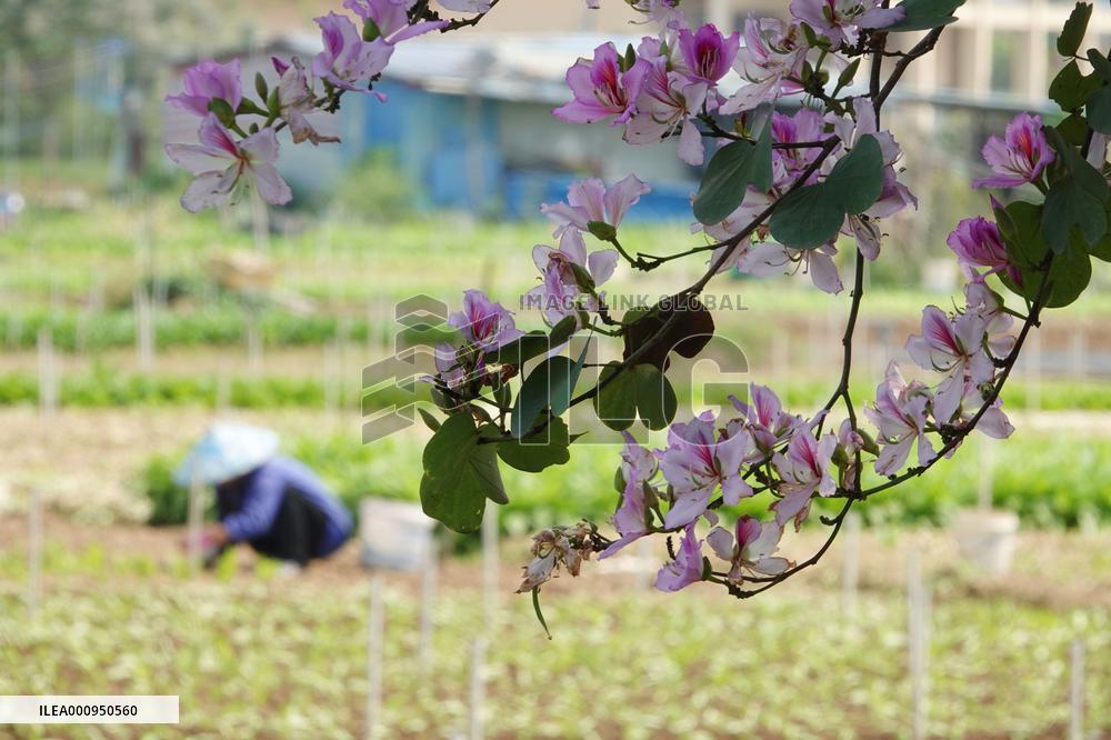 #CHINA-SPRING-QINGMING-FARMING (CN)