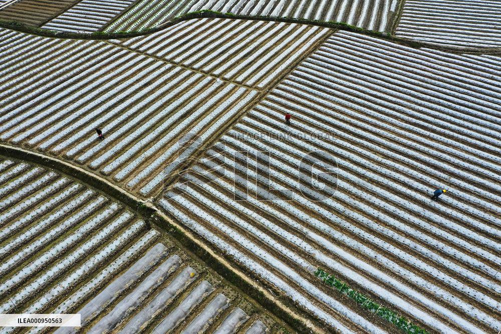 #CHINA-SPRING-QINGMING-FARMING (CN)