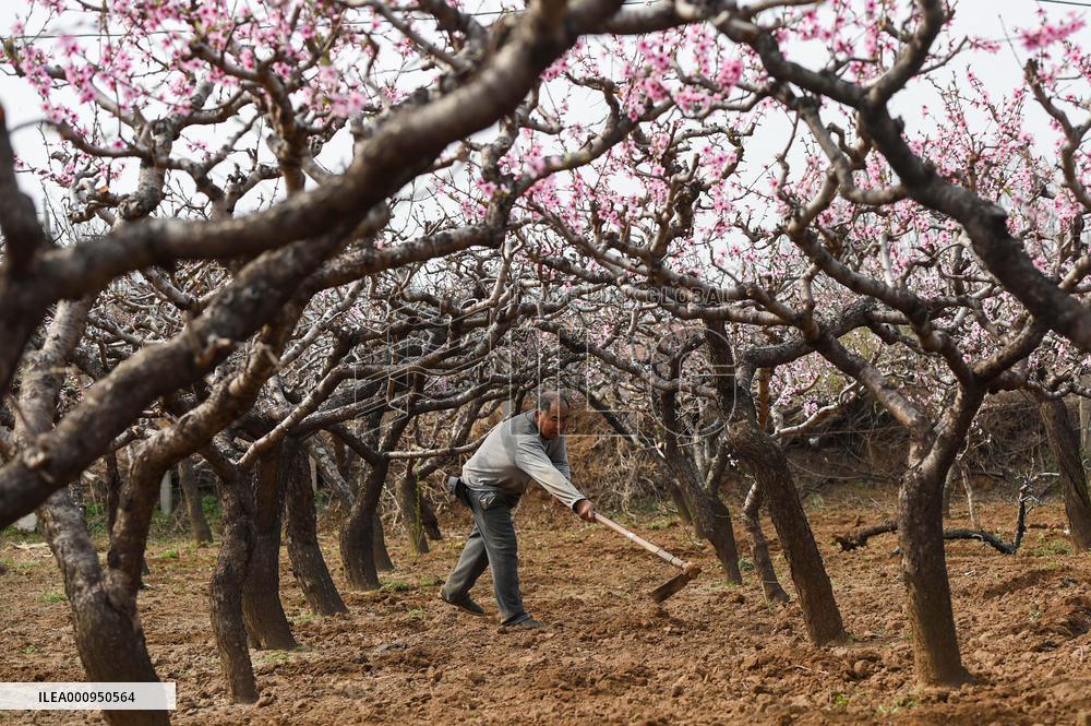 #CHINA-SPRING-QINGMING-FARMING (CN)
