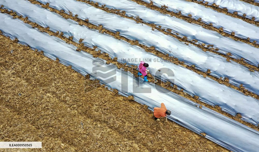 #CHINA-SPRING-QINGMING-FARMING (CN)