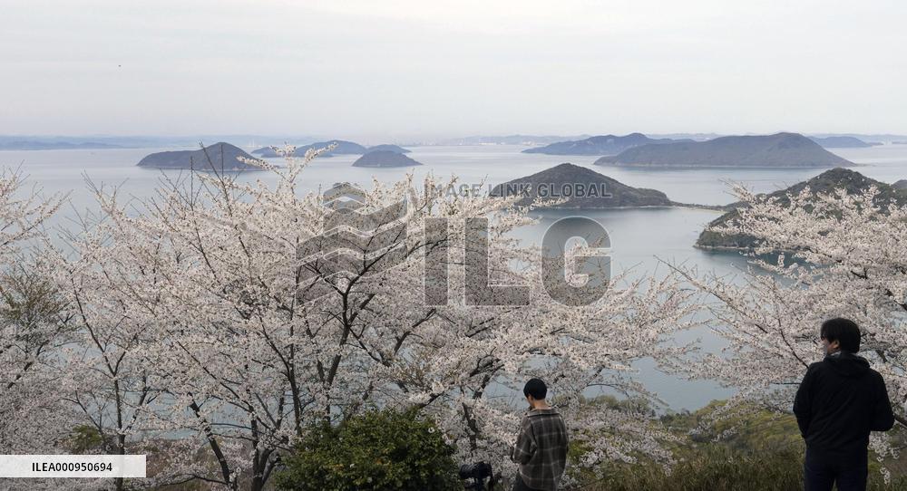 Cherry blossoms on Mt. Shiude