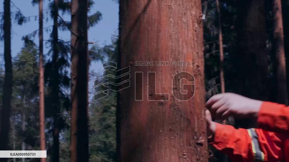 Family guards forest for three generations in China's Guizhou