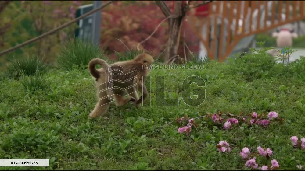 Qinling golden monkeys feast on flowers in spring