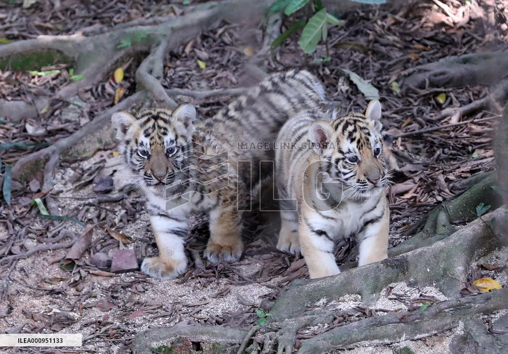 CHINA-GUANGDONG-GUANGZHOU-BENGAL TIGER-QUINTUPLETS-DEBUT (CN)