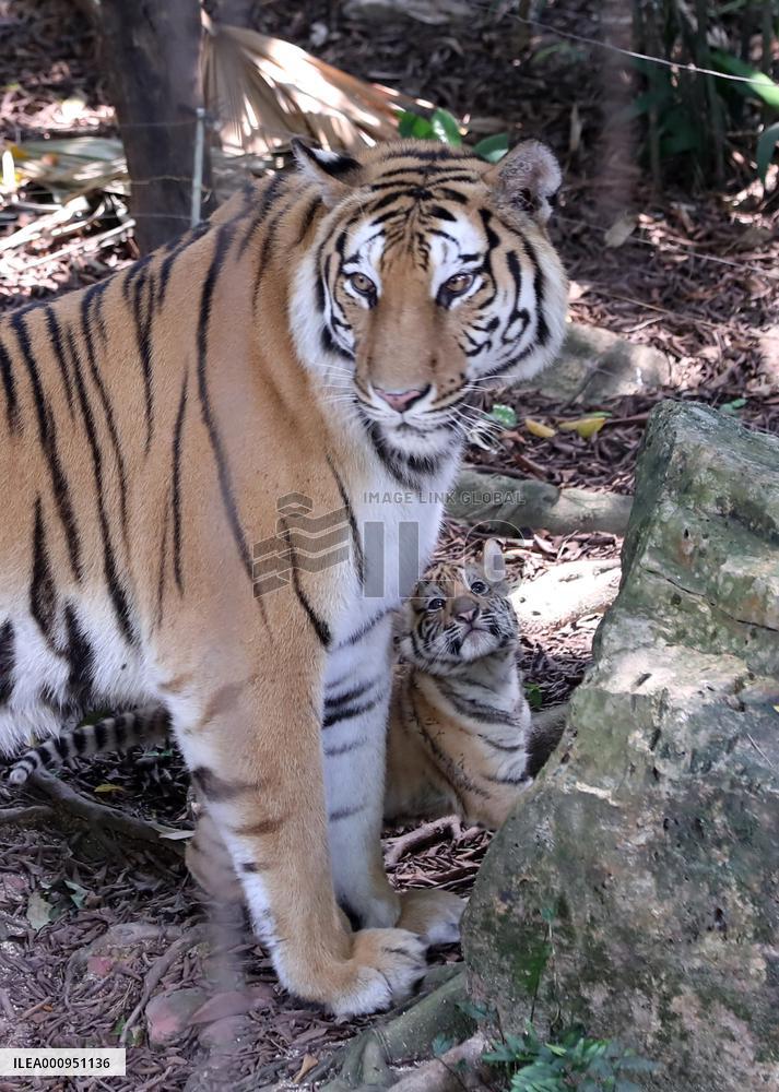 CHINA-GUANGDONG-GUANGZHOU-BENGAL TIGER-QUINTUPLETS-DEBUT (CN)