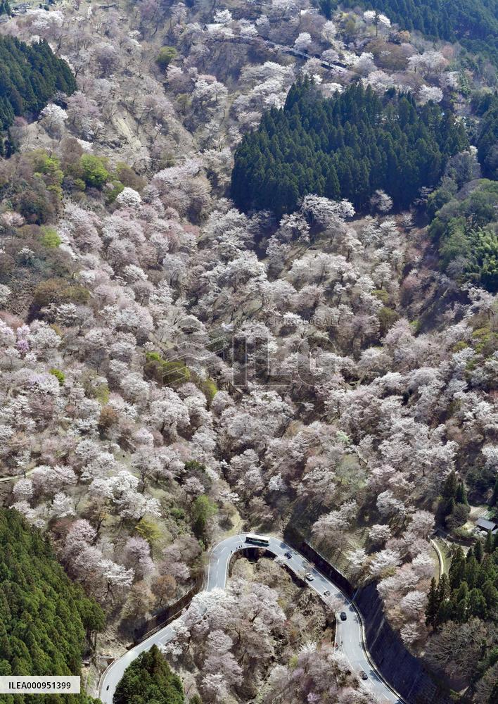Cherry blossoms in Yoshino, western Japan