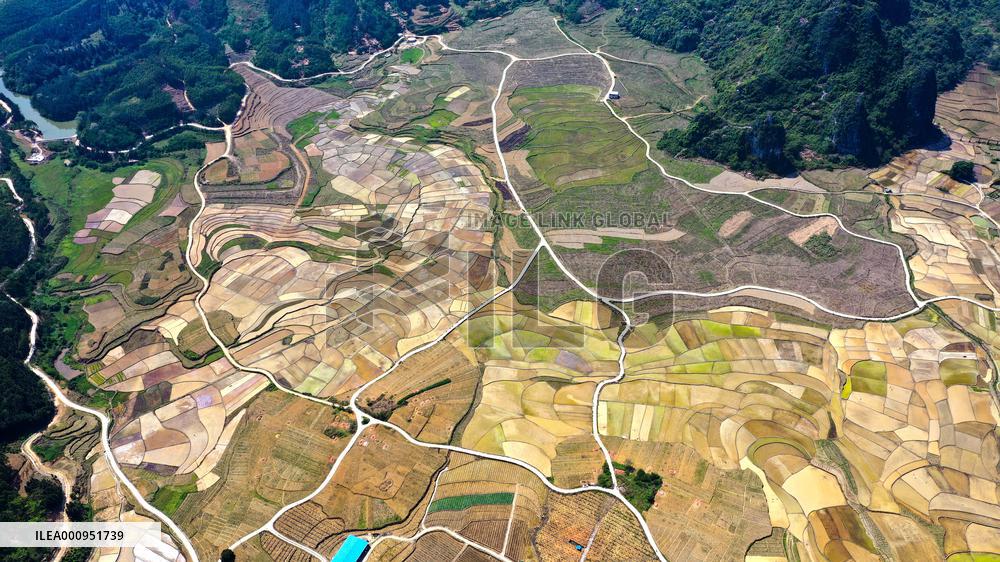 CHINA-GUANGXI-DAHUA-PADDY FIELD (CN)