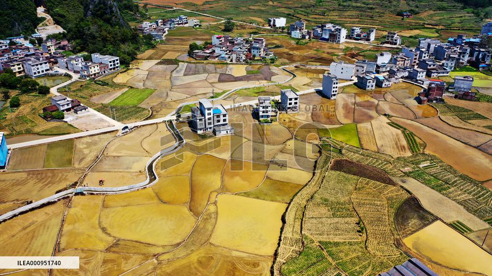 CHINA-GUANGXI-DAHUA-PADDY FIELD (CN)