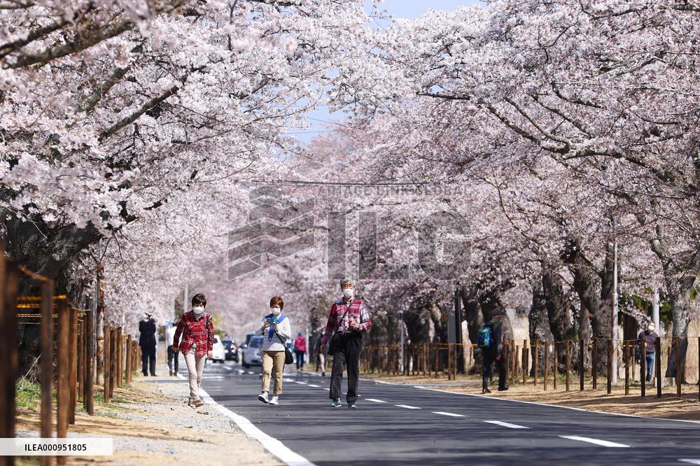 Cherry blossoms near disaster-hit Fukushima nuclear plant