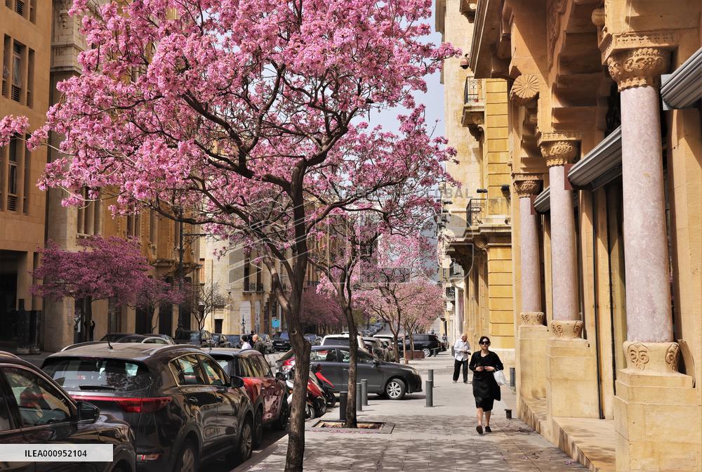 LEBANON-BEIRUT-FLOWERS-BLOSSOM