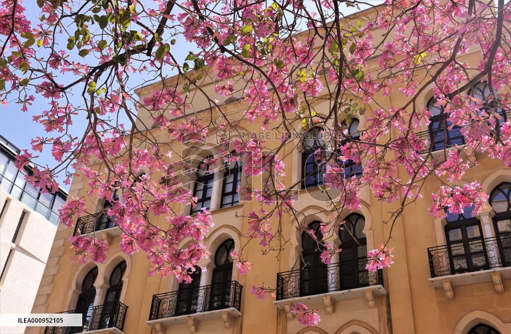 LEBANON-BEIRUT-FLOWERS-BLOSSOM