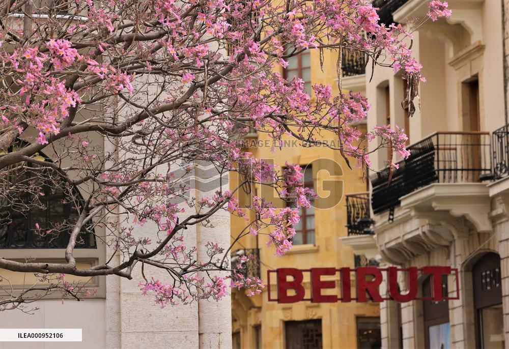 LEBANON-BEIRUT-FLOWERS-BLOSSOM