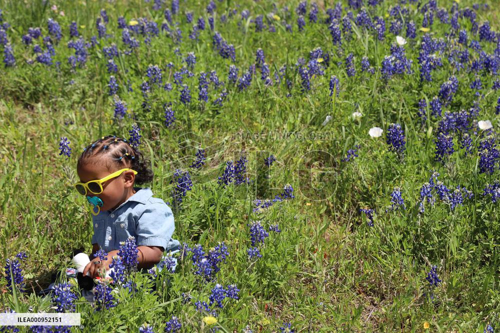 U.S.-TEXAS-HOUSTON-BLUEBONNET