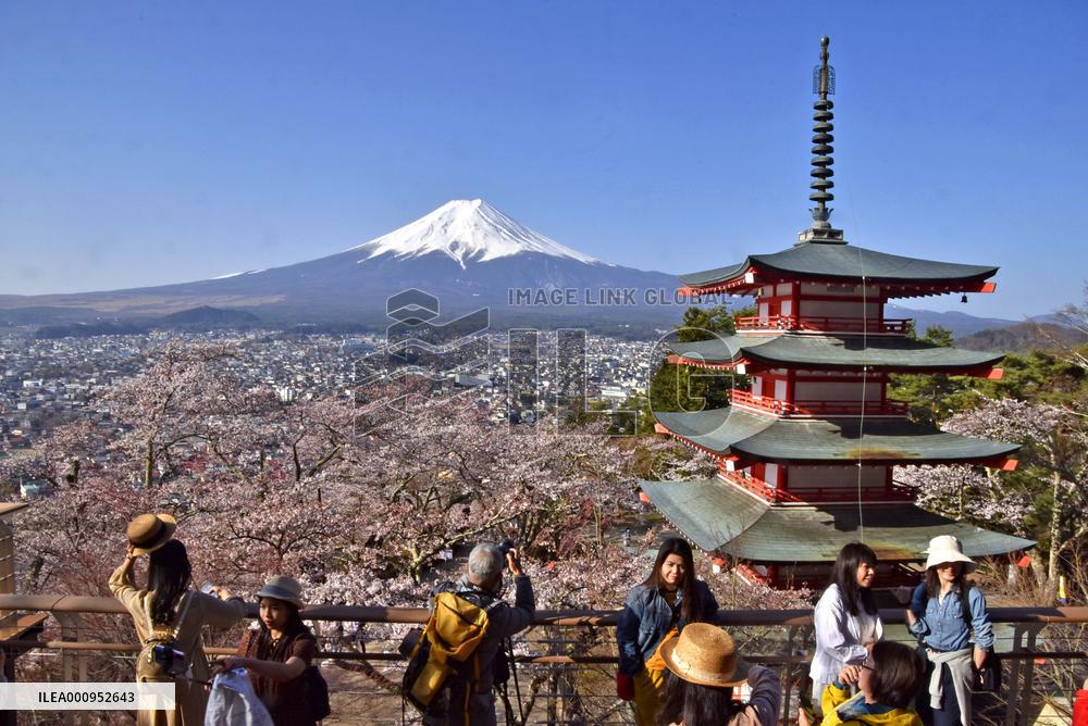 Cherry blossoms near Mt. Fuji