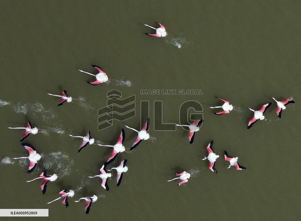 TURKEY-ANKARA-MOGAN LAKE-FLAMINGOS