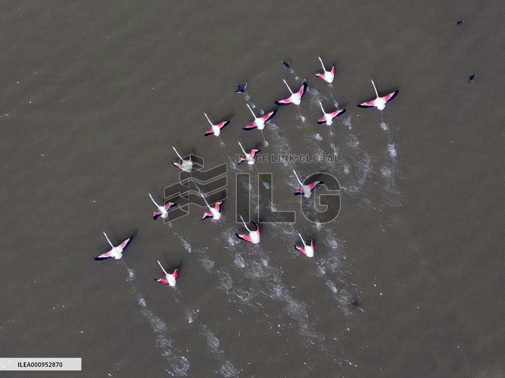 TURKEY-ANKARA-MOGAN LAKE-FLAMINGOS
