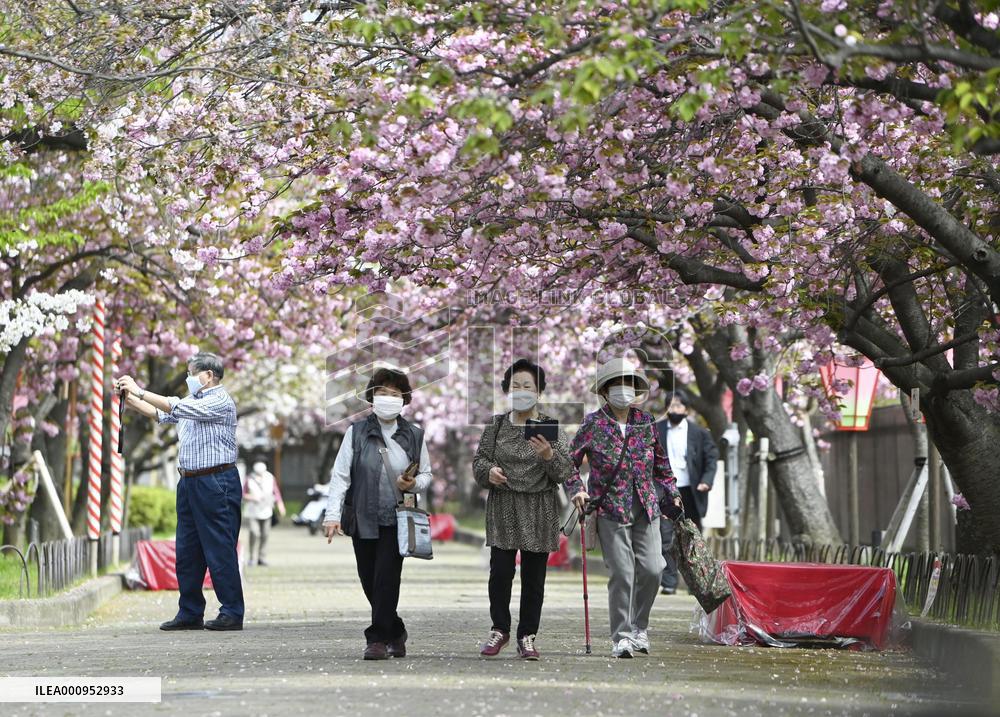 Cherry Blossoms at Japan Mint head office in Osaka