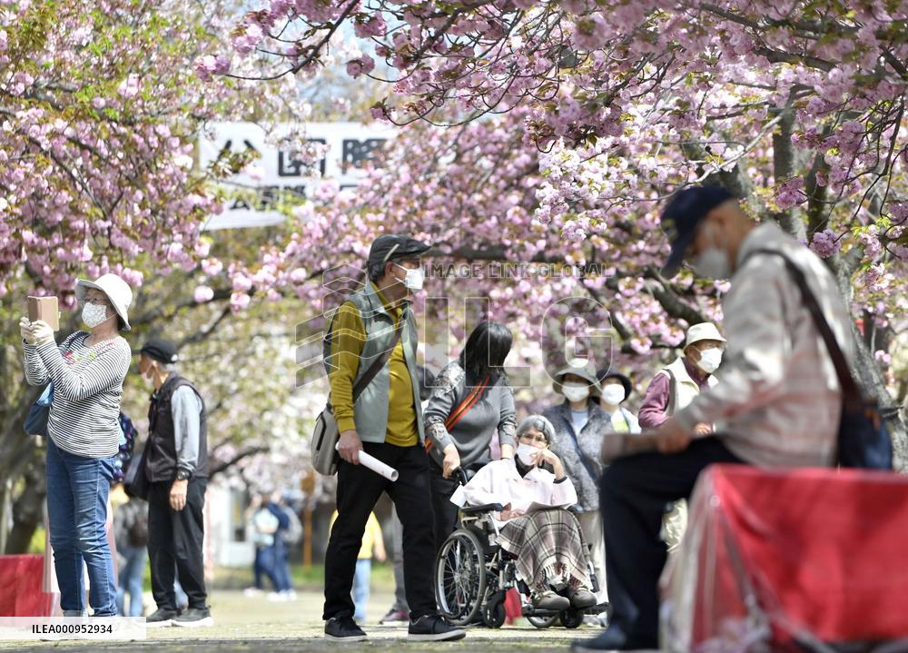 Cherry Blossoms at Japan Mint head office in Osaka