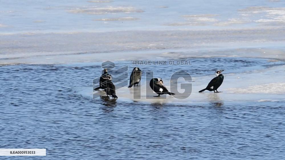 Chinese border city welcomes return of migratory birds
