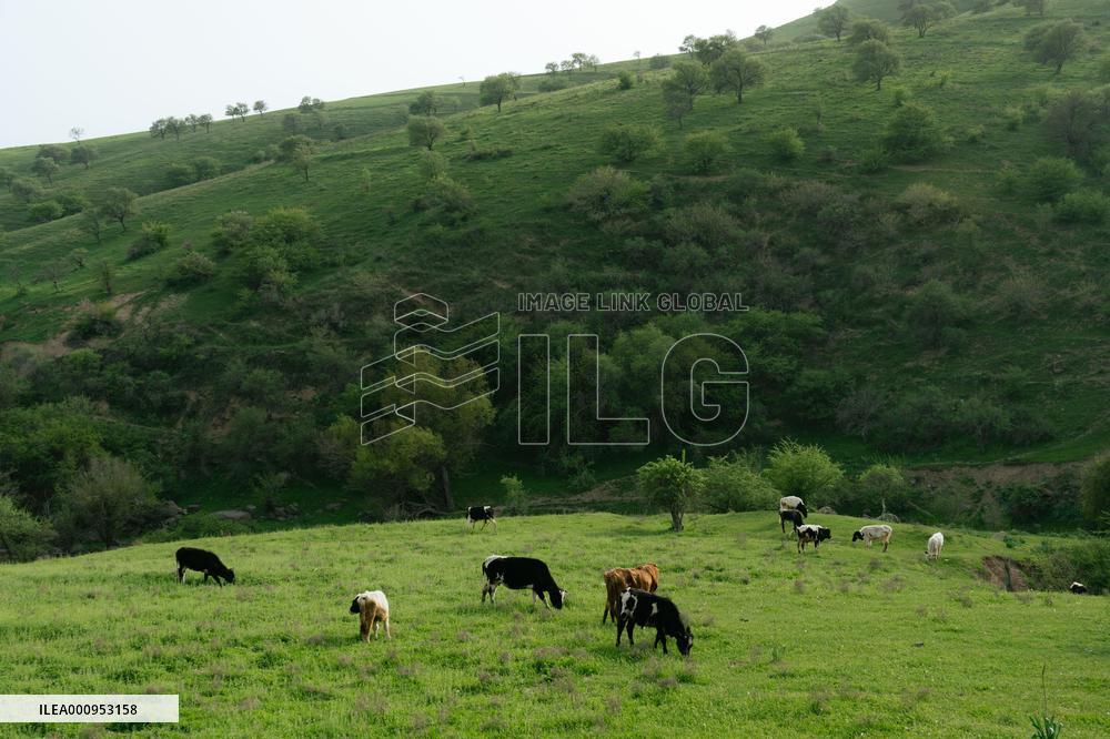 UZBEKISTAN-TASHKENT-SPRING VIEW
