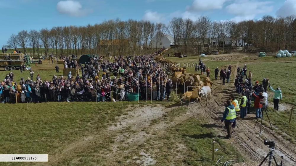Denmark celebrates Organic Day as cows "dancing" on meadow