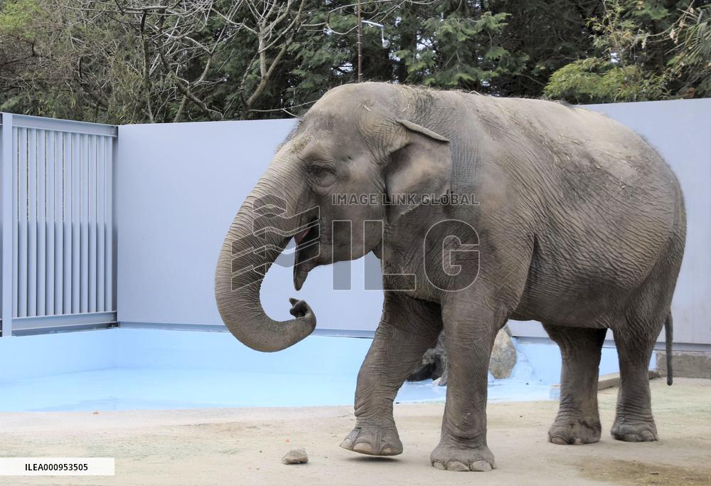 Elephant in Japan