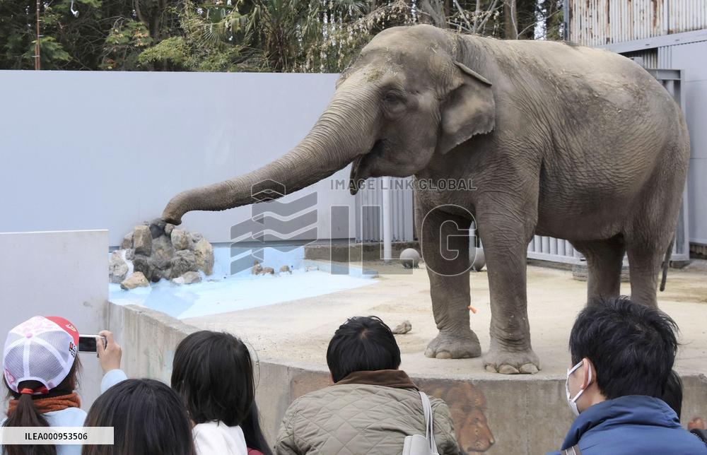 Elephant in Japan