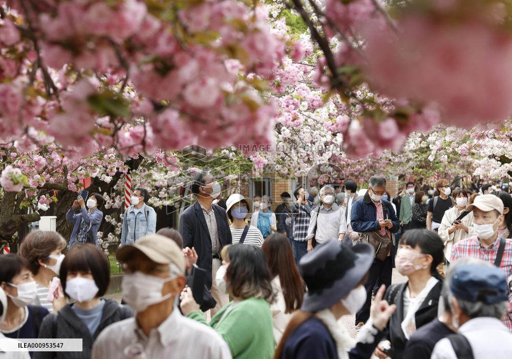 Cherry Blossoms at Japan Mint head office in Osaka