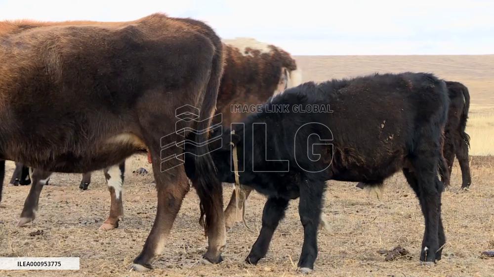 Mongolia to launch immunization campaign against infectious animal disease